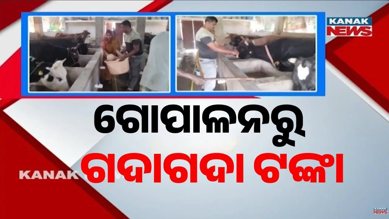  ଭଦ୍ରକ ଚାନ୍ଦବାଲି ଜାଗୁଳା ପଞ୍ଚାୟତର ଉଦ୍ୟମୀ ଯୁବକ ମୃଣ୍ମୟ ଜେନା, ଗୋପାଳନରୁ ହୋଇଛନ୍ତି ଲକ୍ଷପତି