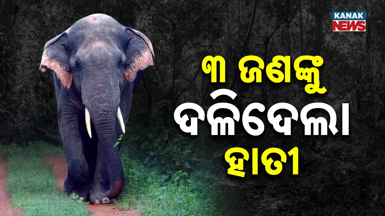  Elephant Attack Photograph: (Kanak News) 