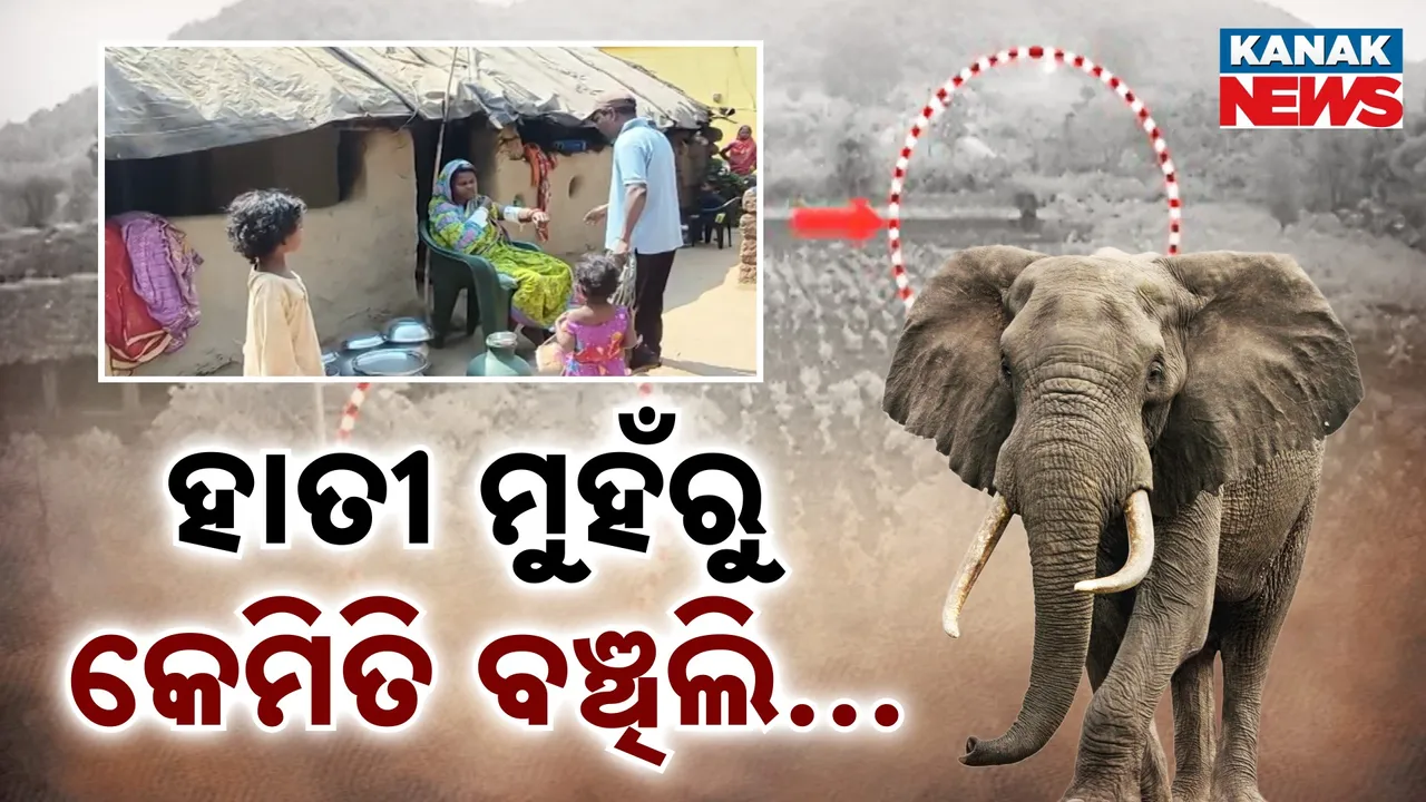  Dhenkanal Elephant Attack Photograph: (Kanak News) 