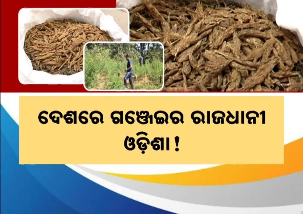  ଦେଶରେ ଗଞ୍ଜେଇର ରାଜଧାନୀ ଓଡ଼ିଶା, ଏକ ନମ୍ବର ହୋଇ କଲା ଅଲୋଡ଼ା ରେକର୍ଡ