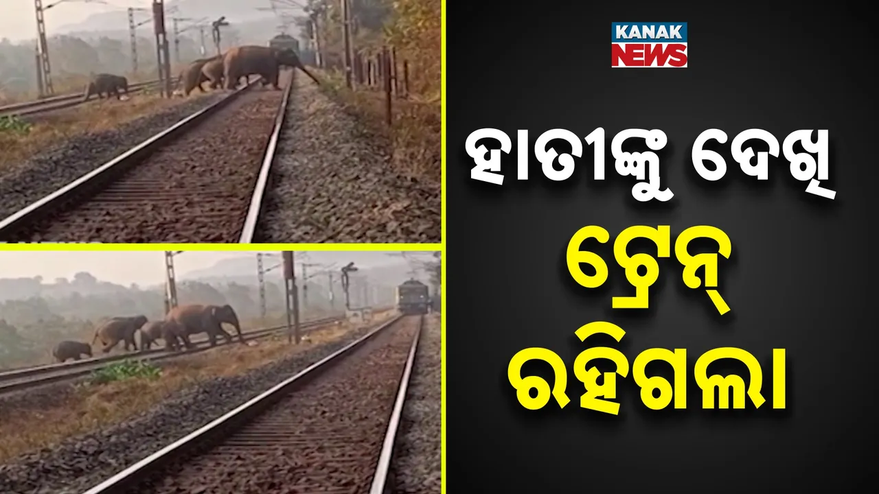  Elephant Photograph: (KanakNews) 