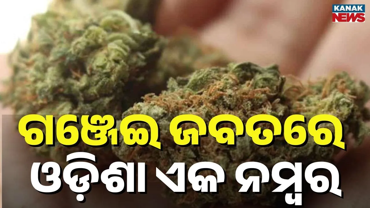  ଗଞ୍ଜେଇ ଜବତରେ ଓଡ଼ିଶାର ଅଲୋଡ଼ା ରେକର୍ଡ, ସାରା ଦେଶରେ ପ୍ରଥମ ସ୍ଥାନରେ ଓଡ଼ିଶା