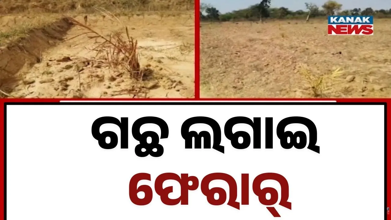  P Tree Photograph: (kanak news) 