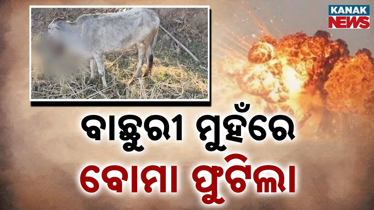  Calf Photograph: (Kanak News) 