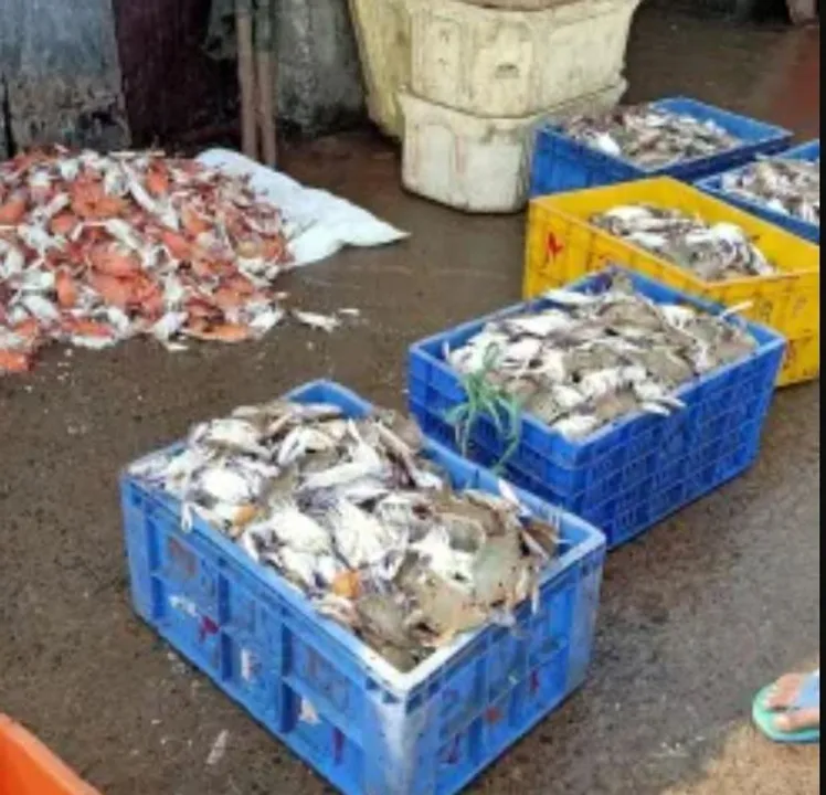  ଅସ୍ତରଙ୍ଗରେ ନାହିଁ ମାଛ ବିତରଣ କେନ୍ଦ୍ର ; ସଢ଼ିଯାଉଛି ଟନ୍ ଟନ୍ ମାଛ, କ୍ଷତି ସହୁଛନ୍ତି ମତ୍ସ୍ୟଜୀବୀ