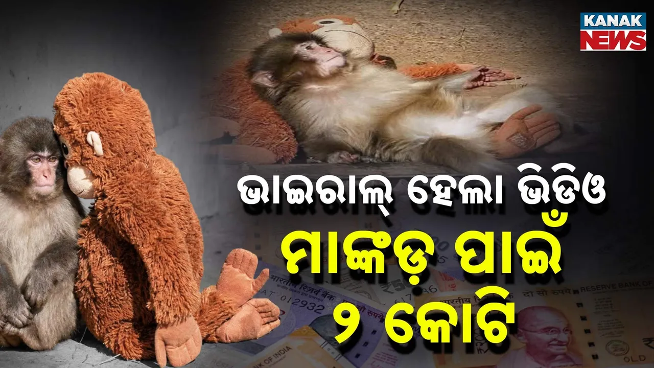  Monkey Photograph: (KanakNews) 