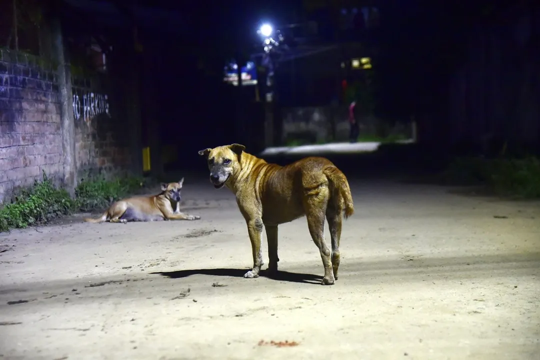  dog Photograph: (google) 