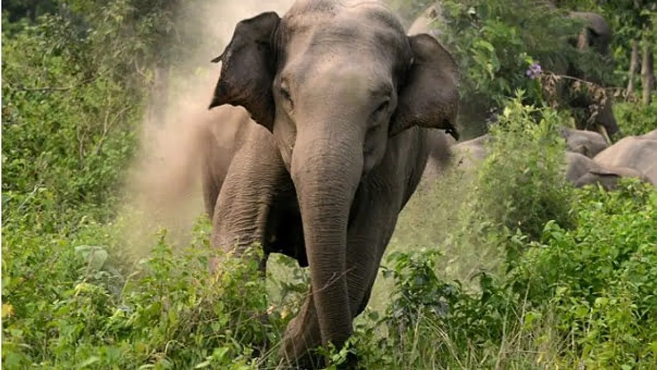  elephant-attack Photograph: (Google) 