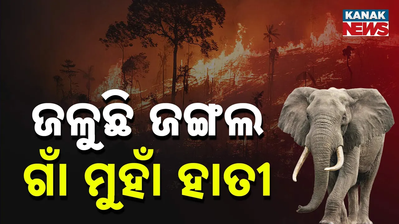  Forest Photograph: (Kanak News) 