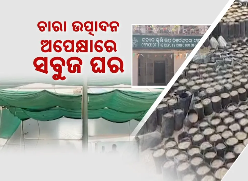  Green Houses Photograph: (Kanak News) 