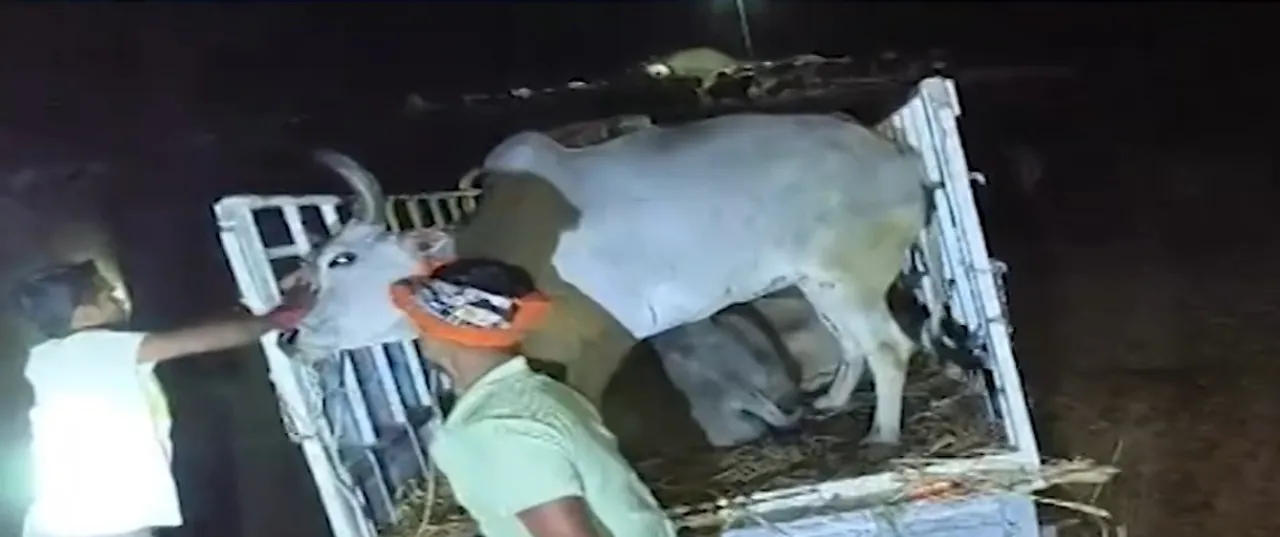  Go- Mafia Photograph: (Kanak News) 