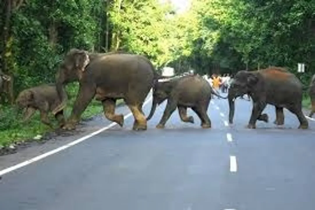  Elephant attack Photograph: (Kanak News) 