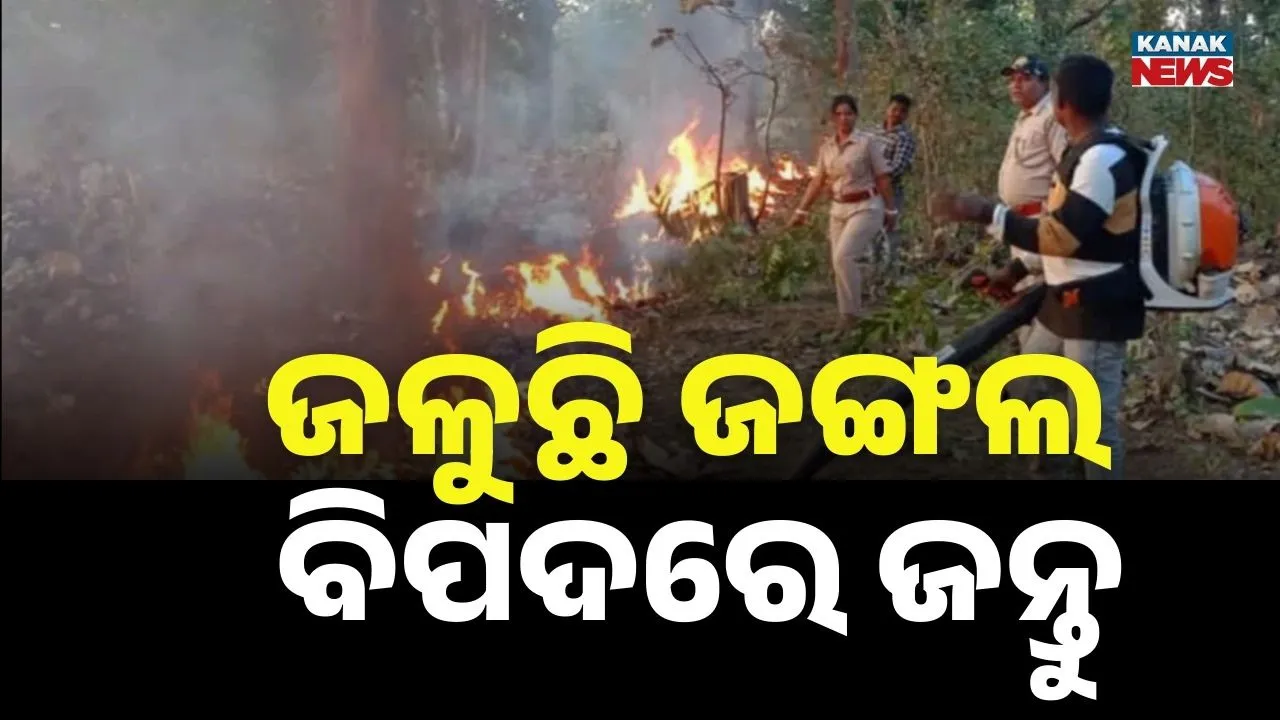  ଦିନକୁ ଦିନ ନଷ୍ଟ ହେବାରେ ଲାଗିଛି ଜଙ୍ଗଲ ; ବଢ଼ି ଚାଲିଛି ମଣିଷ-ବନ୍ୟଜନ୍ତୁ ଲଢ଼େଇ