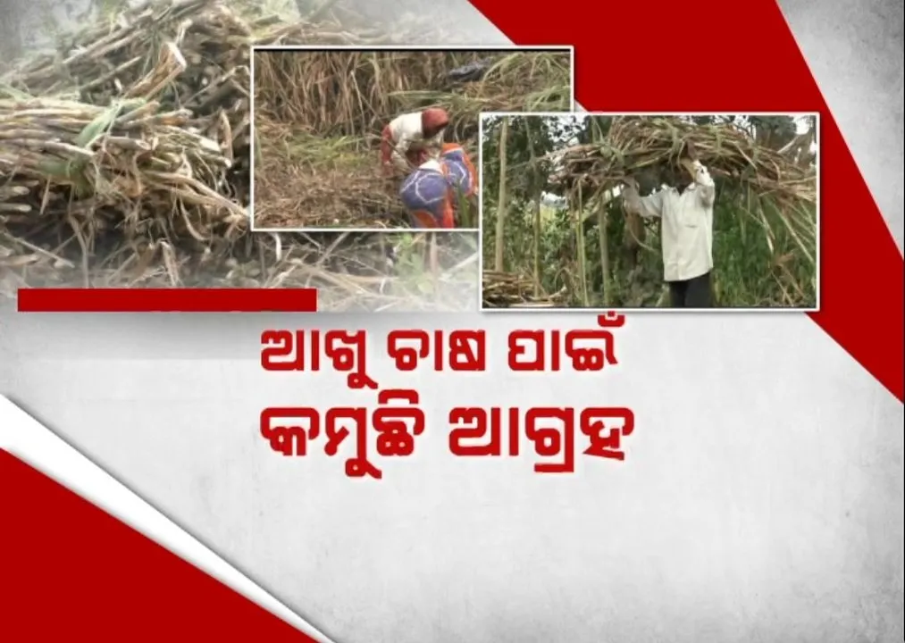  ଧୀରେ ଧୀରେ କମୁଛି ଆଖୁ ଉତ୍ପାଦନ, ଆଖୁ ଚାଷରୁ ମୁହଁ ଫେରାଉଛନ୍ତି ଚାଷୀ, ସରକାରୀ ପ୍ରୋତ୍ସାହନକୁ କଲେ ଦାୟୀ