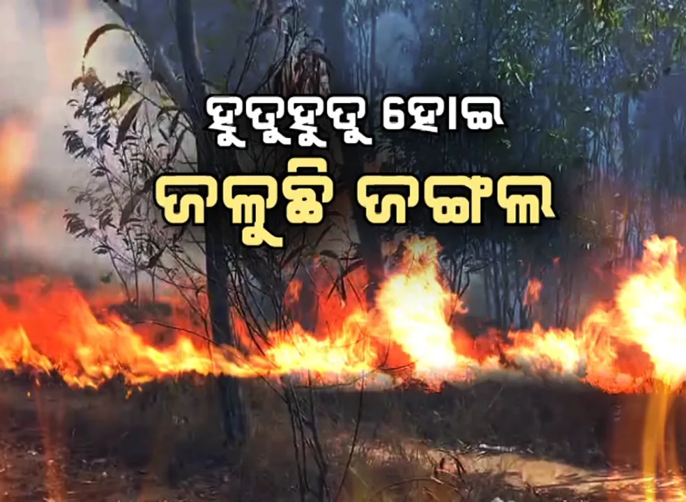  ହୁତୁହୁତୁ ହୋଇ ଜଳୁଛି ଜଙ୍ଗଲ: ଜଳିପୋଡ଼ି ଛାରଖାର ମୂଲ୍ୟବାନ ଗଛ, ଜନବସତି ମୁହାଁ ବନ୍ୟଜନ୍ତୁ
