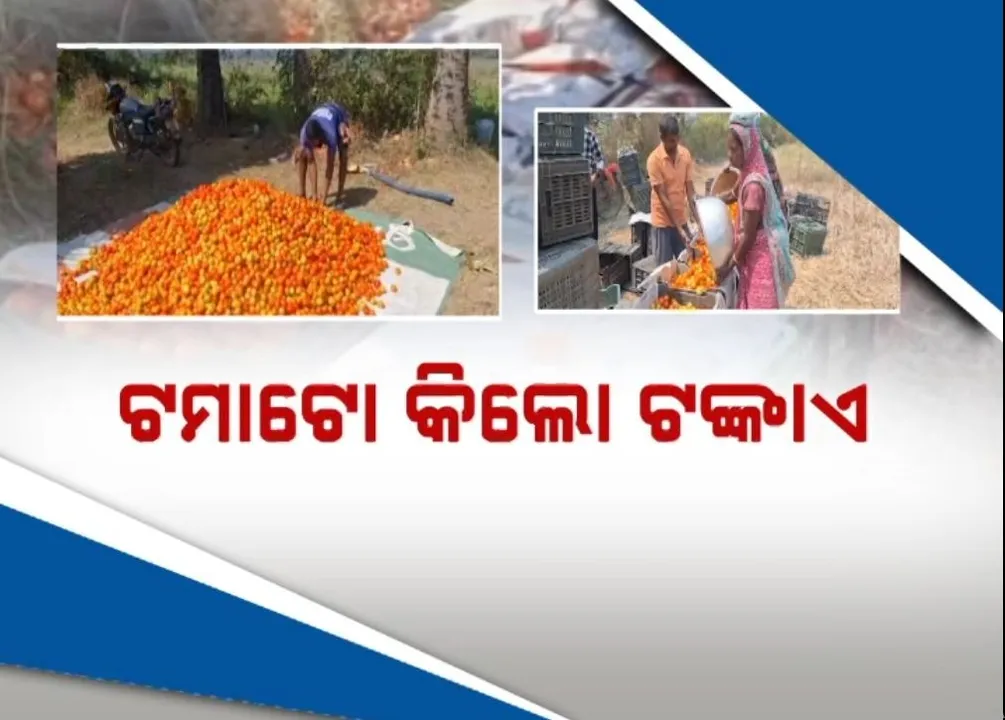  କେନ୍ଦୁଝର ଜିଲ୍ଲାରେ ବିଲାତିର ଅଭାବୀ ବିକ୍ରି, ବିକ୍ରି ଠାରୁ ବଳି ପଡ଼ୁଛି ତୋଳିବା ଖର୍ଚ୍ଚ, କେଜି ପିଛା ୧ ଟଙ୍କାରେ ବି ହୋଇପାରୁନି ବିକ୍ରି