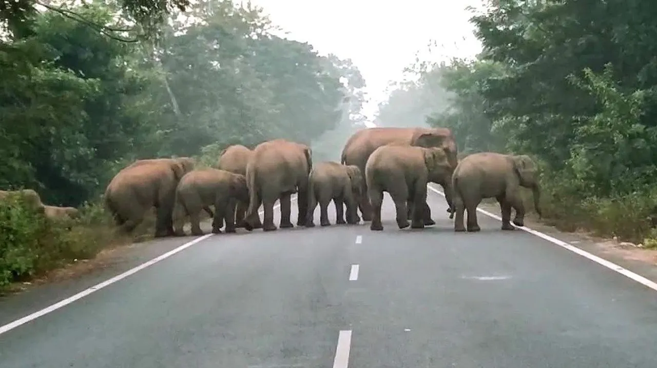  Odisha Photograph: (Kanak News) 