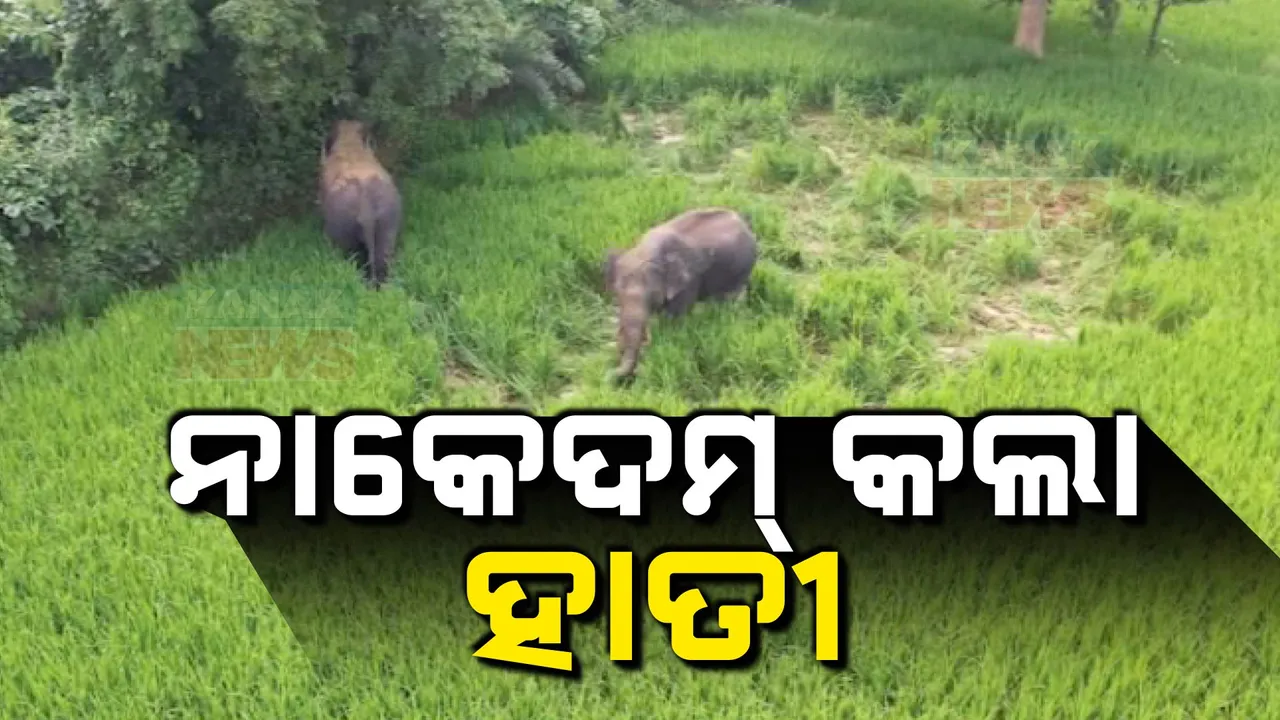  ବରଗଡ଼ ଜିଲ୍ଲା ଭେଡେନ ଅଂଚଳରେ ହାତୀ ଆତଙ୍କ, ୨ଟି ହାତୀଙ୍କୁ ଘଉଡାଇବା ପାଇଁ ନାକେଦମ୍‌ ବନ ବିଭାଗ
