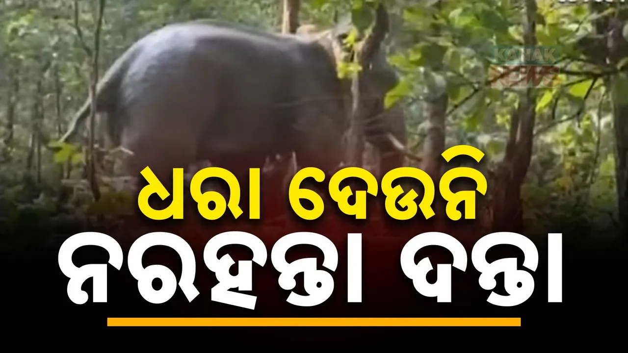  ବାରିପଦା ରେଞ୍ଜ ନରହନ୍ତା ହାତୀକୁ ଟ୍ରାଙ୍କୁଲାଇଜ କରିବାକୁ ନାକେଦମ୍ ବନବିଭାଗ । ୩ ଦିନରେ ନେଲାଣି ୪ ଜୀବନ
