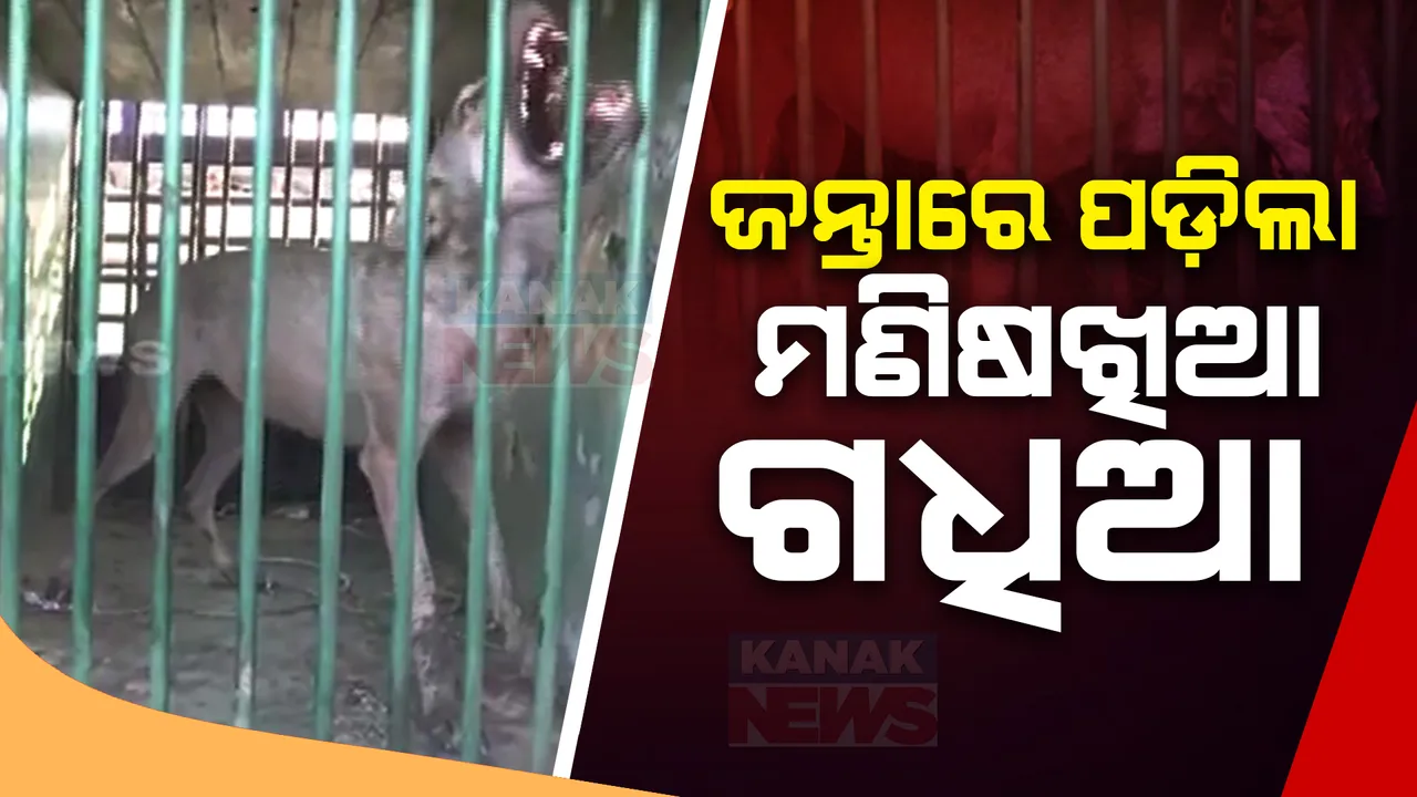  ଉତ୍ତରପ୍ରଦେଶରେ ଧରାପଡିଲା ମଣିଷଖିଆ ଗଧିଆ । ବନ ବିଭାଗ ଓ ପ୍ରଶାସନର ଉଦ୍ୟମରେ କାବୁ