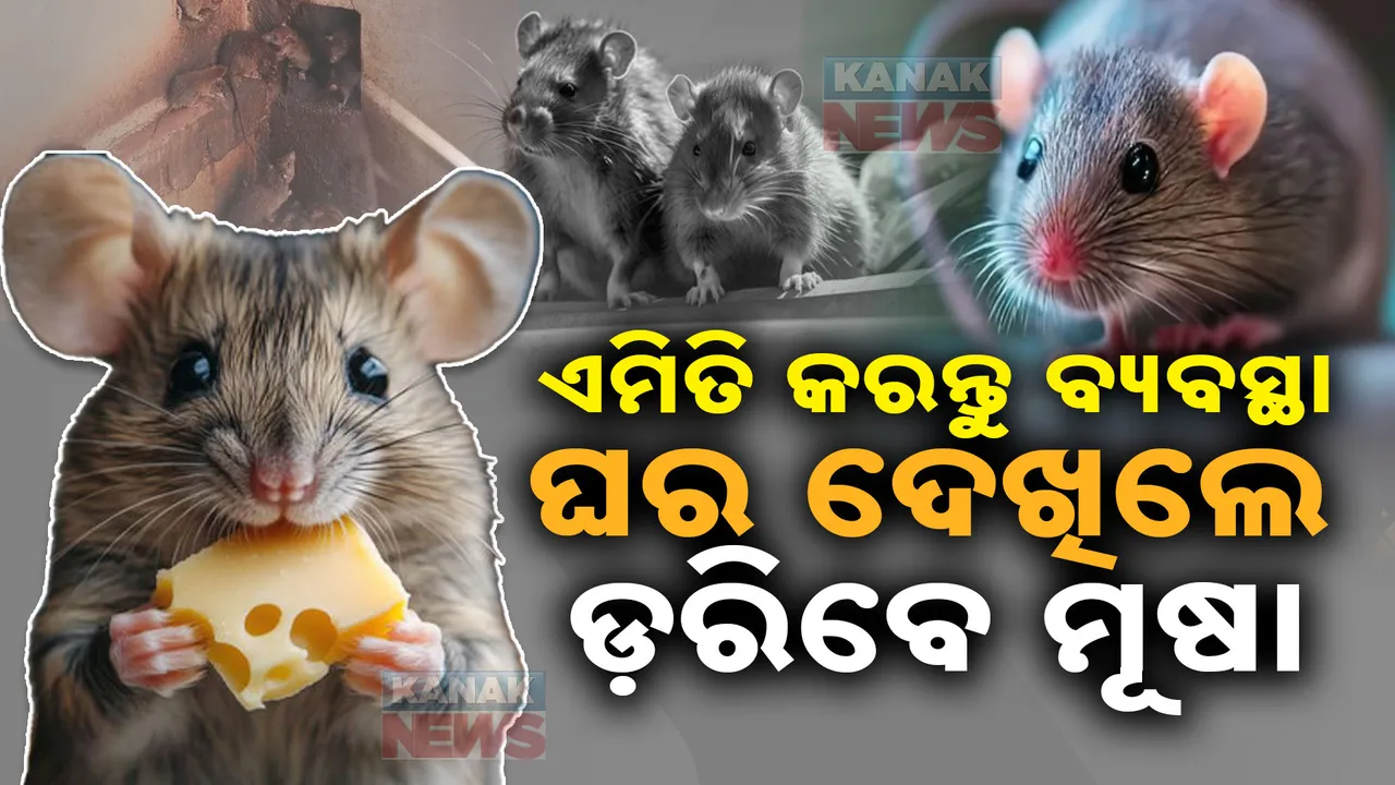 ଘରେ ଉତ୍ପାତ ମଚାଉଛି କି ମୂଷା ? ଜୀବନରୁ ନ ମାରି ଏମିତି ଘରୁ କରିପାରିବେ ବାହାର