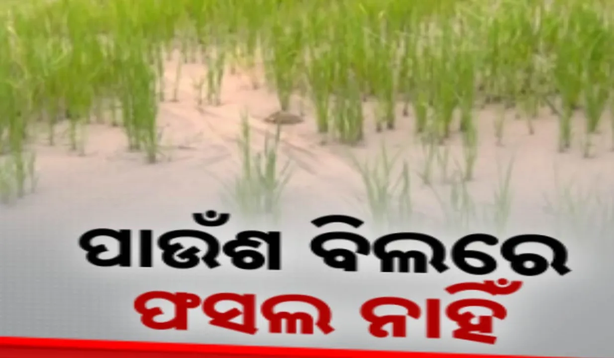  ବଲାଙ୍ଗୀର ଧାନ ଚାଷୀଙ୍କୁ ପାଉଁଶ ଚିନ୍ତା । ରାସ୍ତାକଡର ପାଉଁଶ ଜମିରେ ମିଶିବାରୁ ଉଜୁଡି ଯାଉଛି ଚାଷ