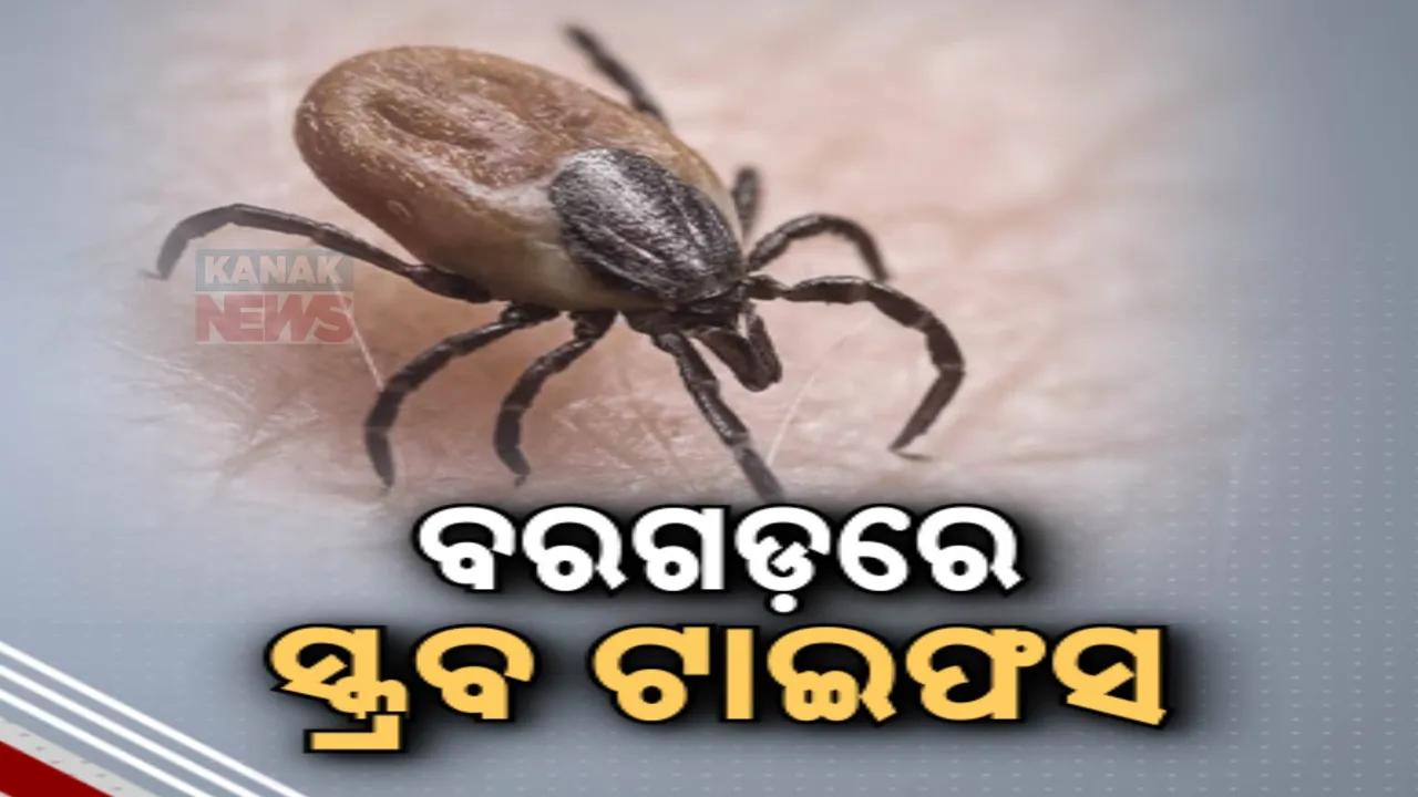  ବରଗଡ଼ରେ ସ୍କ୍ରବ ଟାଇଫସ ଆତଙ୍କ  ; ସପ୍ତାହେ ମଧ୍ୟରେ ୩ ମୃତ