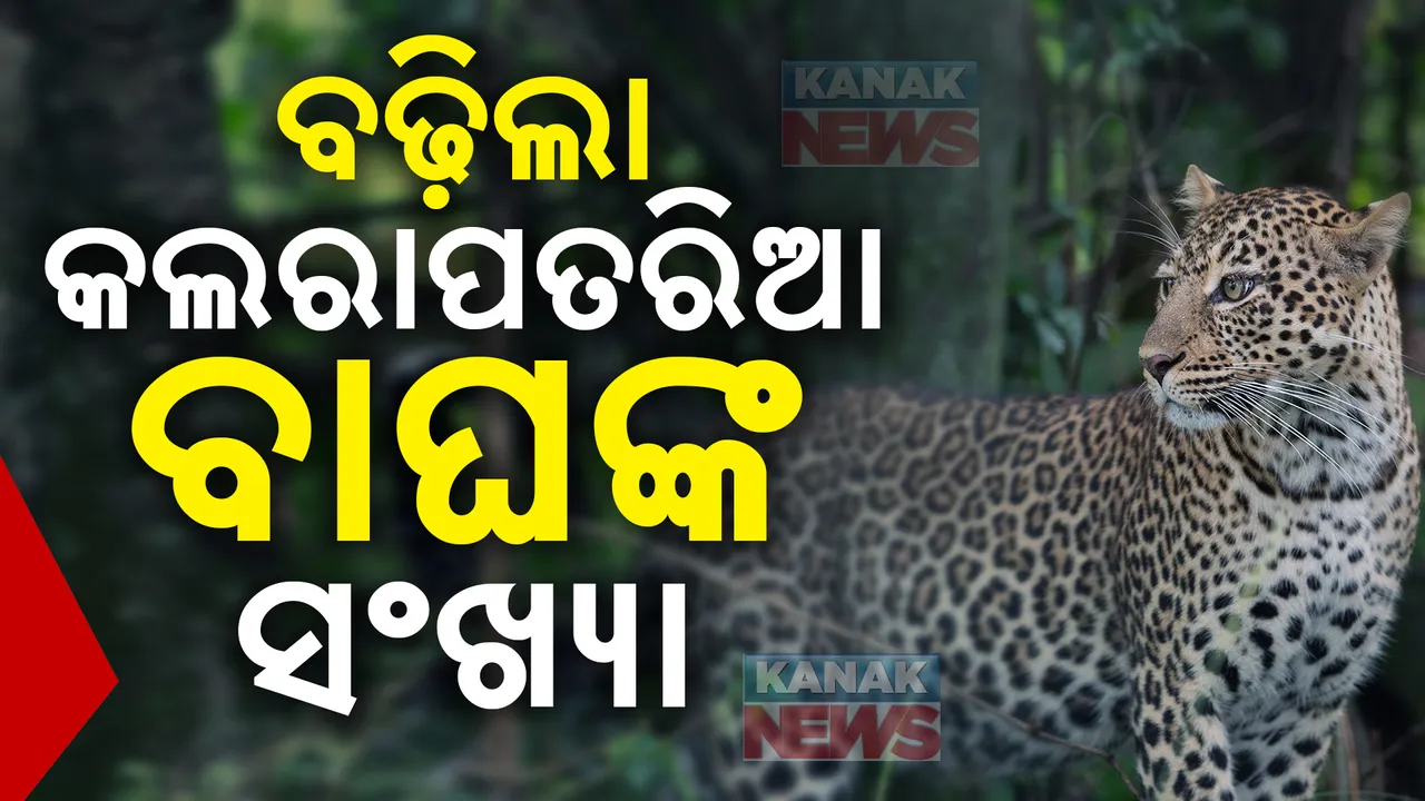  ଓଡ଼ିଶାରେ ବଢିଲା କଲରାପତରିଆ ବାଘଙ୍କ ସଂଖ୍ୟା; ଏଥର କଲେ ଶିକାର, ମିଳିବନି ଶିକାରୀଙ୍କୁ ନିସ୍ତାର