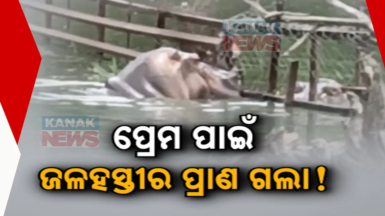  ନନ୍ଦନକାନନ ଜଳହସ୍ତୀ ଖୁଆଡରେ ପ୍ରେମ ପାଇଁ ସଂଘର୍ଷ : ଆହତର ୨୦ଦିନ ପରେ ମୃତ୍ୟୁ