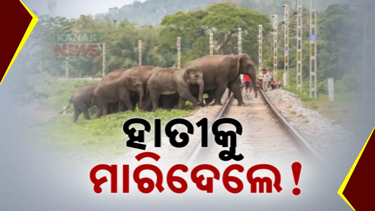  ହାତୀ ଘଉଡାଇବା ବେଳେ ଦୁର୍ଘଟଣା; ଟ୍ରେନରେ କଟିଗଲା ହାତୀ ଛୁଆ ।