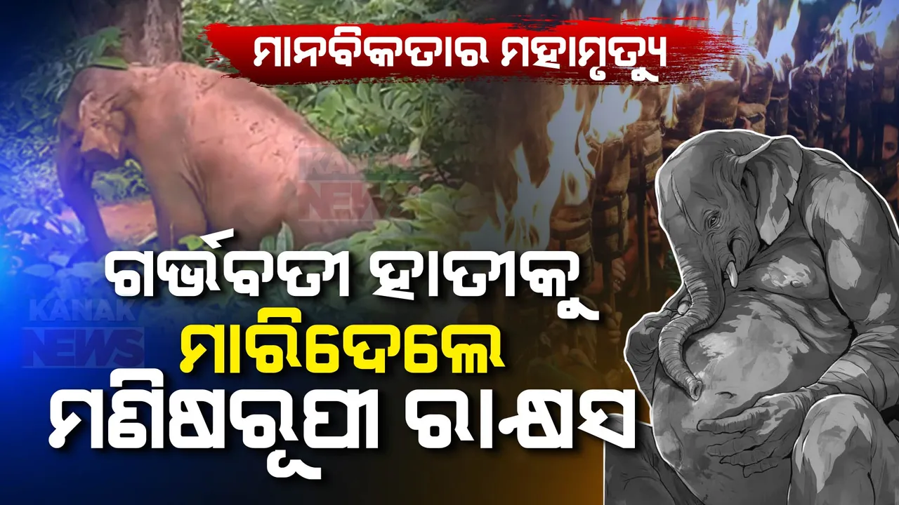  ପଶ୍ଚିମବଙ୍ଗରେ ପଶୁ ପାଲଟିଲା ମଣିଷ । ଗର୍ଭବତୀ ହାତୀକୁ ନିଆଁ ଗୋଳା ଫିଙ୍ଗି କଲେ ହତ୍ୟା ।