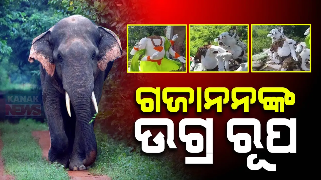  ଗଣେଶ ମୂର୍ତ୍ତି ଭାଙ୍ଗିଦେଲେ ଗଜାନନ । ମୂର୍ତ୍ତି ତିଆରି ଦୋକାନରେ ପଶିଲେ ହାତୀପଲ ।