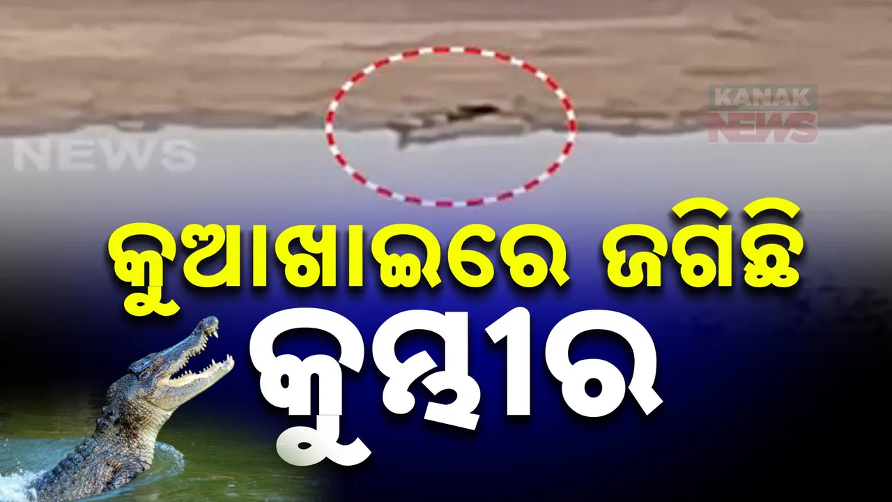  କୁଆଖାଇ ନଦୀରେ କୁମ୍ଭୀର ; ମଞ୍ଚେଶ୍ୱର ନିକଟ ନଦୀପଠାରେ ଶୋଇଥିବା ଦେଖିଲେ ଲୋକେ