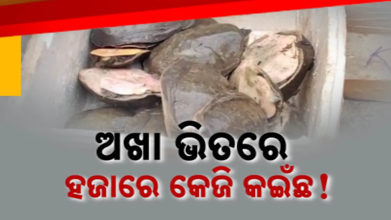  ଅଖା ଭିତରେ ହଜାରେ କେଜି କଇଁଛ ! ଚୋରା ଚାଲାଣ ବେଳେ ମାଡ଼ି ବସିଲା ବନ ବିଭାଗ