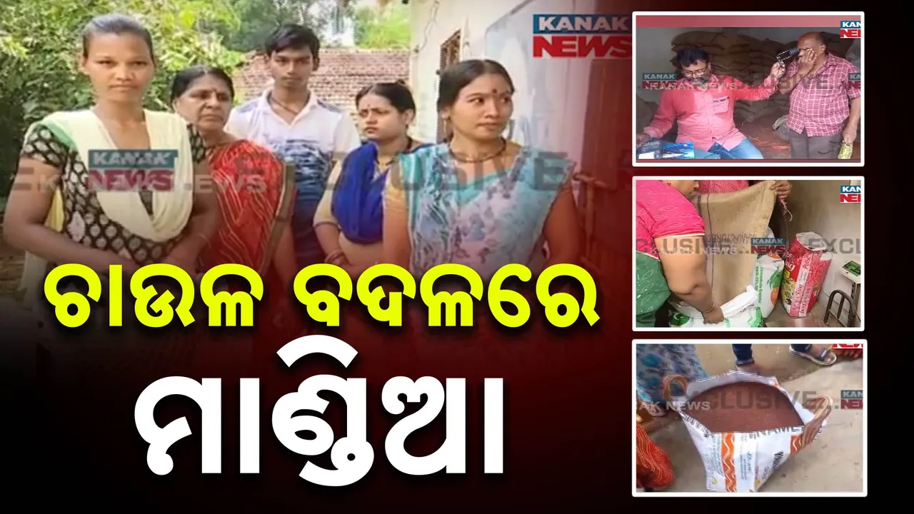  ଚାଉଳ ବଦଳରେ ମିଳିଲା ମାଣ୍ଡିଆ । କାର୍ଡ ପିଛା ଜଣଙ୍କୁ ମିଳୁଛି ୬୦ କେଜି ମାଣ୍ଡିଆ