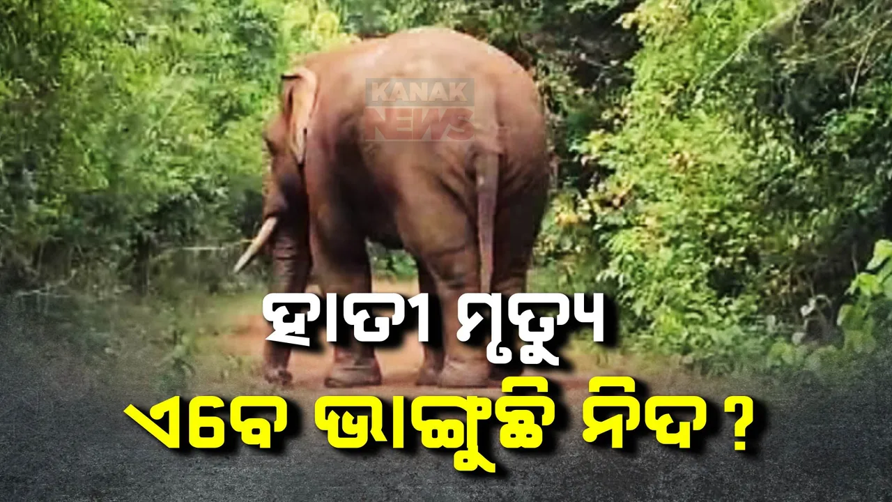  ୫ ମାସରେ ମଲେଣି ୪୦ରୁ ଅଧିକ ହାତୀ: ପାଟ୍ରୋଲିଂ ବ୍ୟବସ୍ଥା ସତ୍ୱେ କେମିତି ପ୍ରାଣ ହରାଉଛନ୍ତି ହାତୀ?