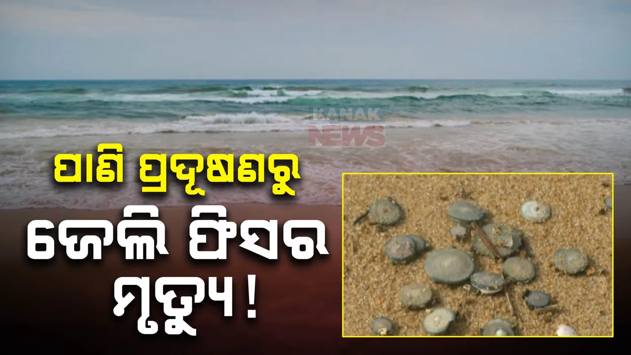  ମରି ପଡିଛନ୍ତି ହଜାର ହଜାର ବ୍ଲୋ ବଟନ୍‌ ଜେଲିଫିସ୍‌ ।  ସମୁଦ୍ର ପାଣି କଳୂଷିତ ହେଉଥିବାରୁ ଅଘଟଣ  ।