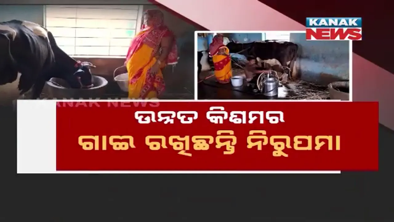  ଗୃହିଣୀଙ୍କ ଗୋ-ପାଳନ । ଦିନକୁ ଉତ୍ପାଦନ ହେଉଛି ୧୨୦ ଲିଟର କ୍ଷୀର ।