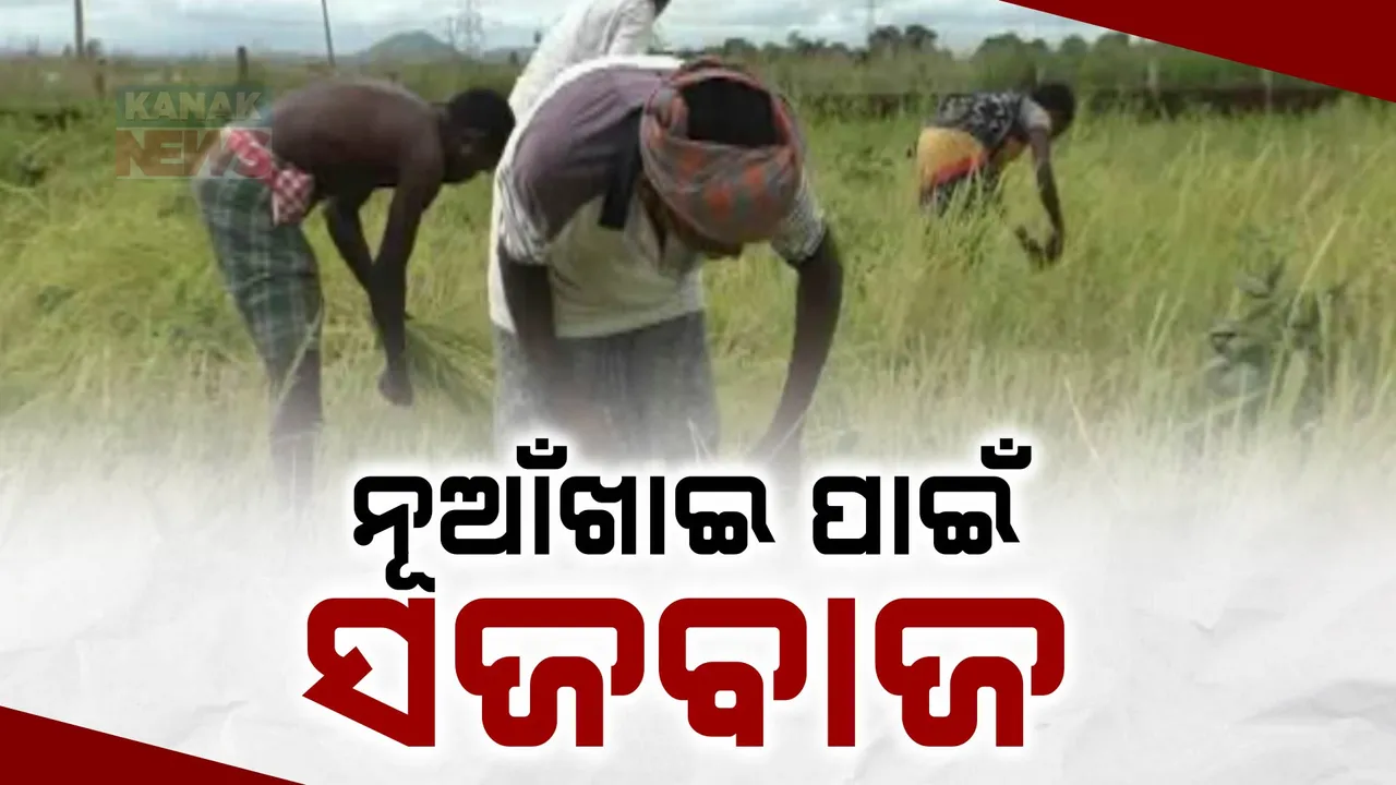  ନୂଆଁଖାଇ ଯୋଟଯାଟ୍: ଚାଲିଛି ପ୍ରସ୍ତୁତି । ଇଷ୍ଚଦେବଙ୍କ ପାଖରେ ଲାଗି ହେବ ନବାନ୍ନ ।