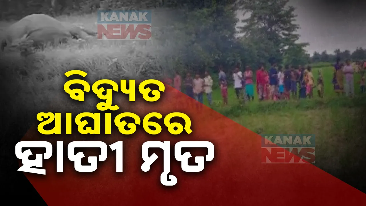  ପୁଣି ବିଦ୍ୟୁତ ତାର ନେଲା ହାତୀ ଜୀବନ ; ବାଉଁଶ ଦ୍ୱାରା ବିଦ୍ୟୁତ ହୁକ ପକାଇବା ହେଲା କାଳ