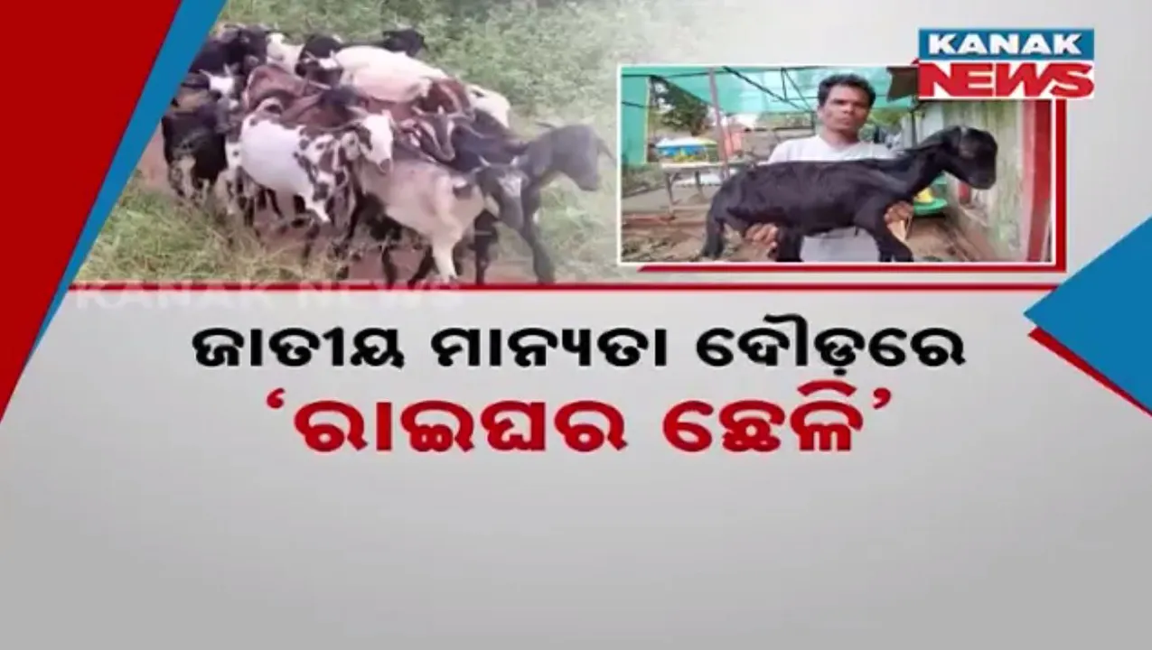  ଜାତୀୟ ମାନ୍ୟତା ଦୌଡ଼ରେ ‘ରାଇଘର ଛେଳି’: ଓୟୁଏଟି ପକ୍ଷରୁ ହୋଇଛି ଗବେଷଣା