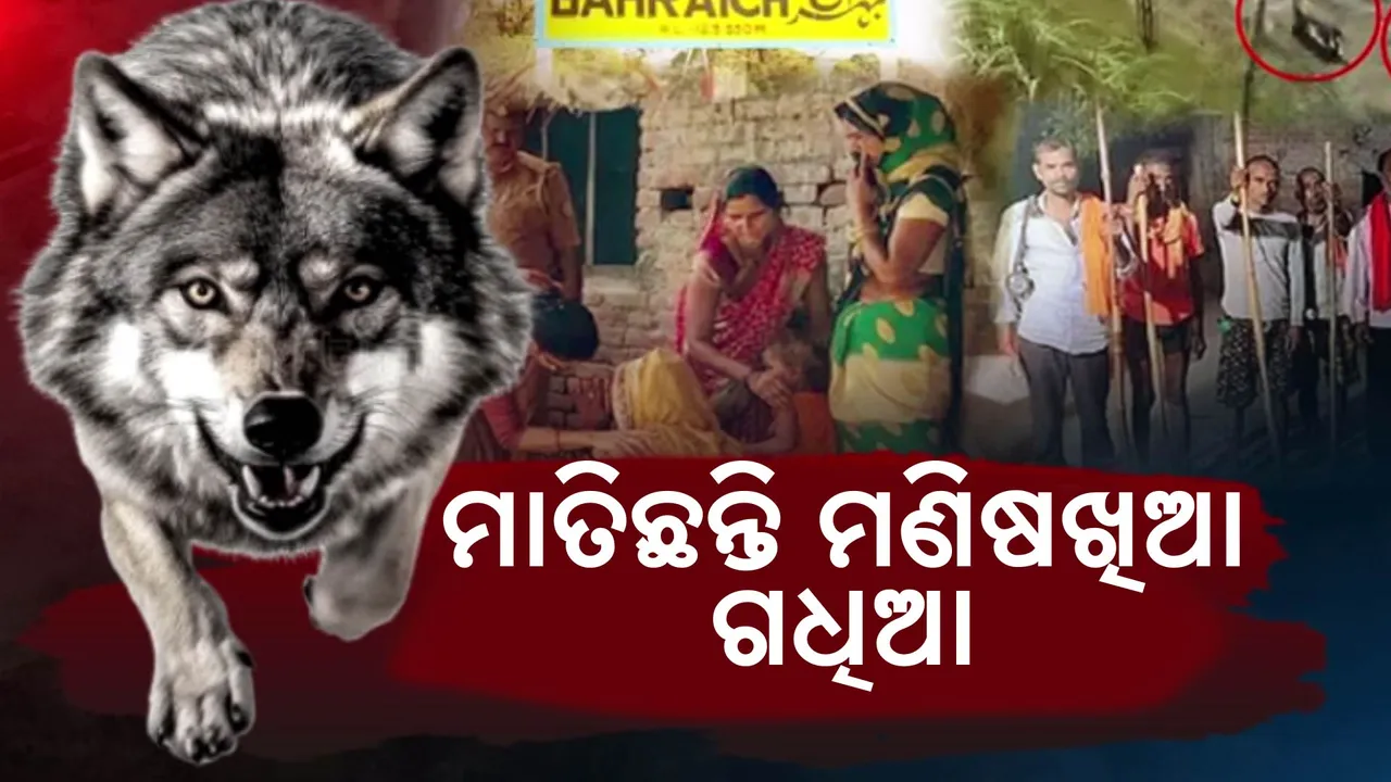  ମାତିଛନ୍ତି ମଣିଷଖିଆ ଗଧିଆ; ଭଗବାନଙ୍କ ଭରସାରେ ବହରାଇଚବାସୀ