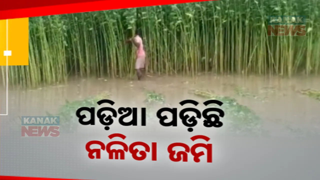  ପଡ଼ିଆ ପଡ଼ିଛି ନଳିତା ଜମି । ଚାଷୀଙ୍କ ବିଭିନ୍ନ ସମସ୍ୟା ପାଇଁ ବନ୍ଦ ହୋଇଯାଉଛି ନଳିତା ଚାଷ ।