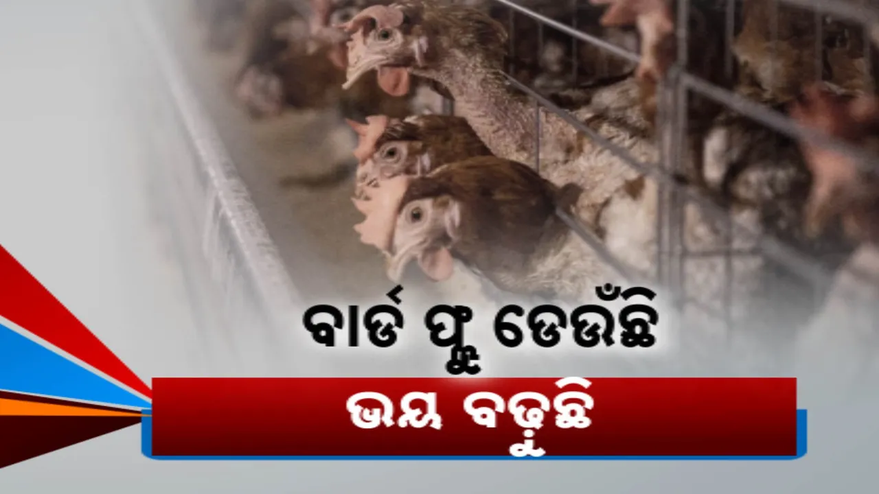  ଡେଉଁଛି କି ବାର୍ଡ ଫ୍ଲୁ ସଂକ୍ରମଣ? ପିପିଲି ପରେ ନିମାପଡ଼ାରେ କୁକୁଡ଼ା ମଡ଼କ