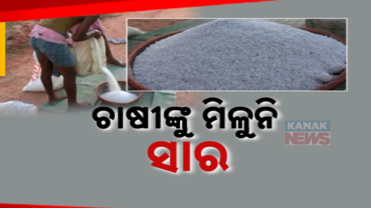  ସାର ମିଳୁନଥିବାରୁ ସଠିକ୍ ଭାବେ ହୋଇପାରୁନି ଚାଷ କାମ । ଚାଷୀଙ୍କୁ ମିଳୁନି ୟୁରିଆ ସାର, ଚିନ୍ତାରେ ସୁବର୍ଣ୍ଣପୁର ଜିଲ୍ଲାର ଚାଷୀ