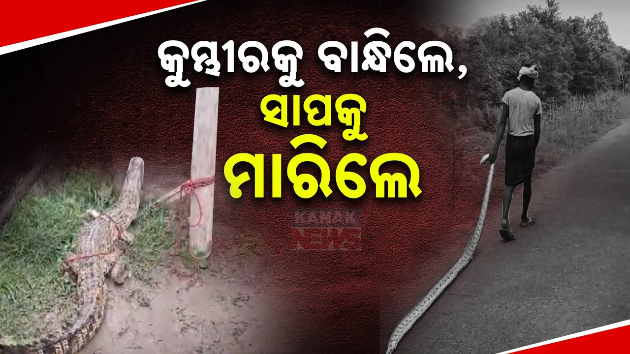  କୁମ୍ଭୀରକୁ ବାନ୍ଧିଲେ, ସାପକୁ ମାରିଲେ । ମୟୂରଭଞ୍ଜ କୁଳିଅଣାରେ ଅଜଗରକୁ ପିଟି ପିଟି ମାରିଦେଲେ ଗାଁଲୋକ