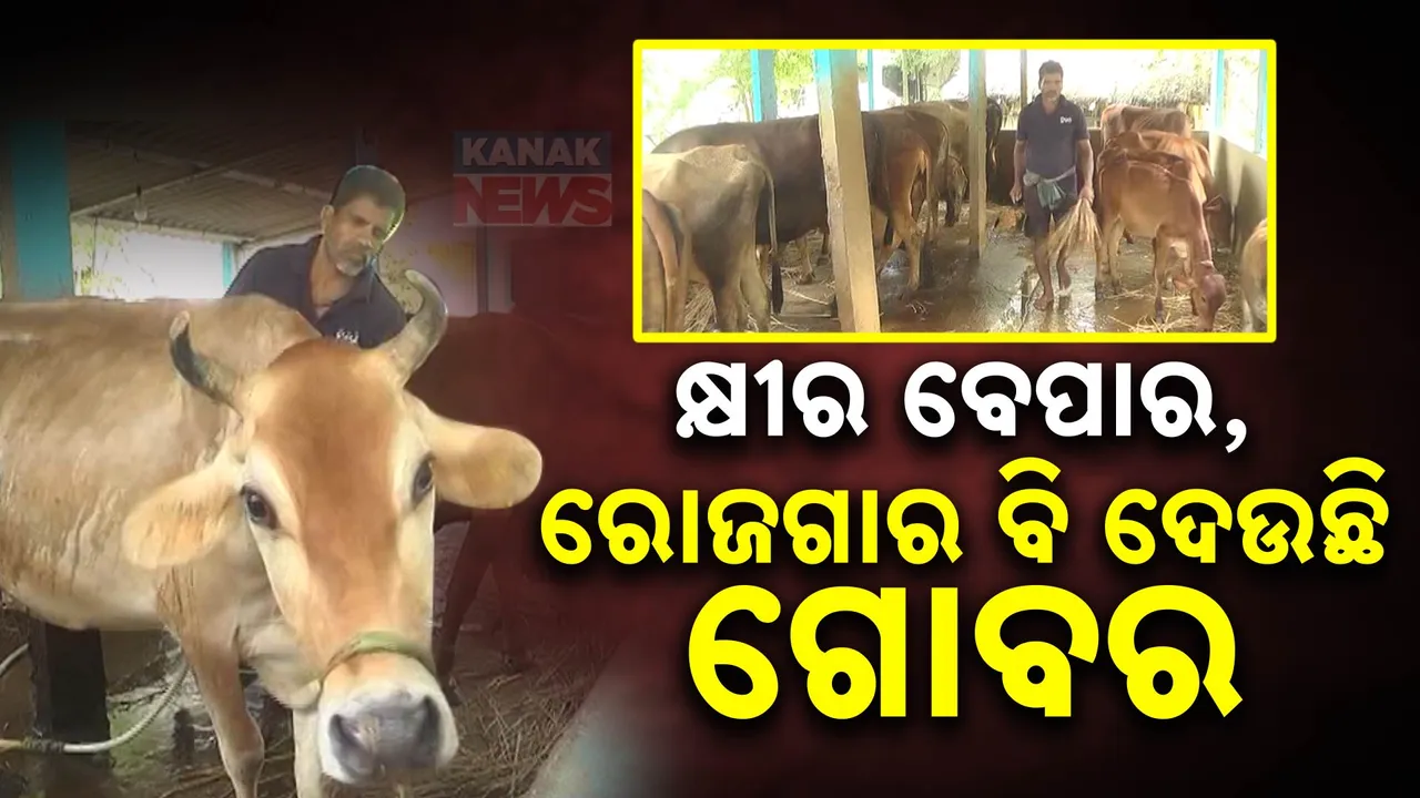  ଗୋପାଳନ ଦେଇଛି ରୋଜଗାର । କ୍ଷୀର ଓ ଗୋବରରୁ ରୋଜଗାର ଲକ୍ଷ ଲକ୍ଷ ଟଙ୍କା