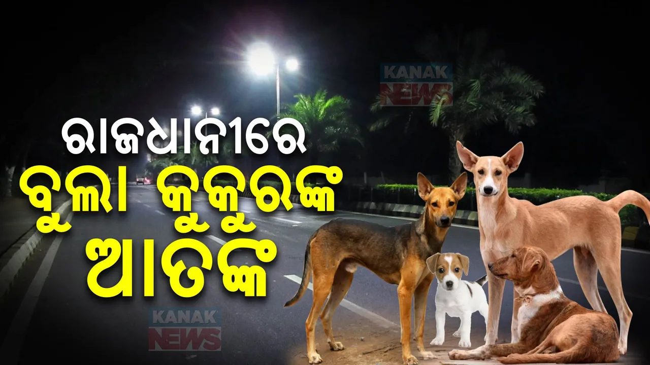  ମାତିଛନ୍ତି ବୁଲା କୁକୁର ,ରାଜଧାନୀରେ ରାତିରେ ବୁଲିବା କଷ୍ଟକର ।