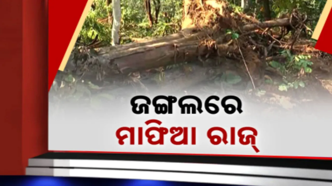  ଜଙ୍ଗଲରେ ମାଫିଆ ରାଜ୍ ; ୧୦ ବର୍ଷରେ ୬୯୬୦ ଶିକାରୀ ଗିରଫ