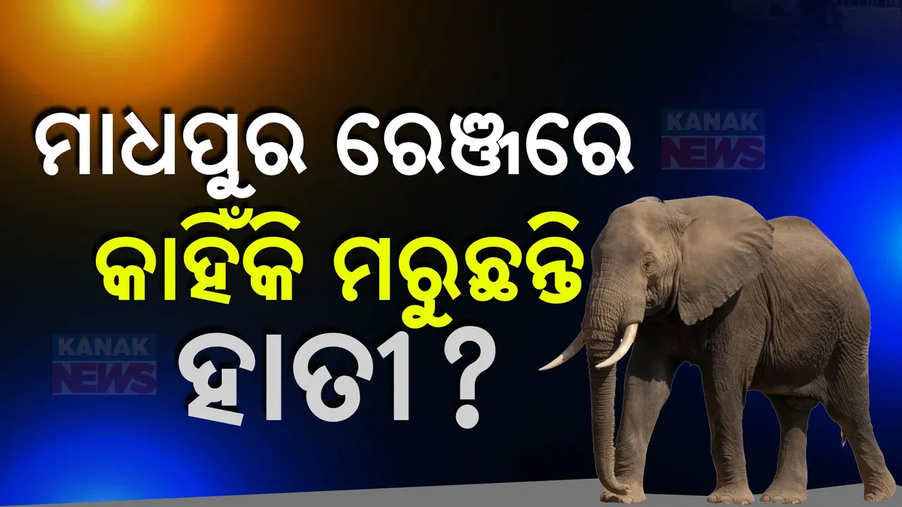  ପୁଣି ଏକ ହାତୀର ମୃତ୍ୟୁ:୫ଦିନରେ ଗଲାଣି ୨ ହାତୀଙ୍କ ଜୀବନ । ବେଫିକର ବନ ବିଭାଗ